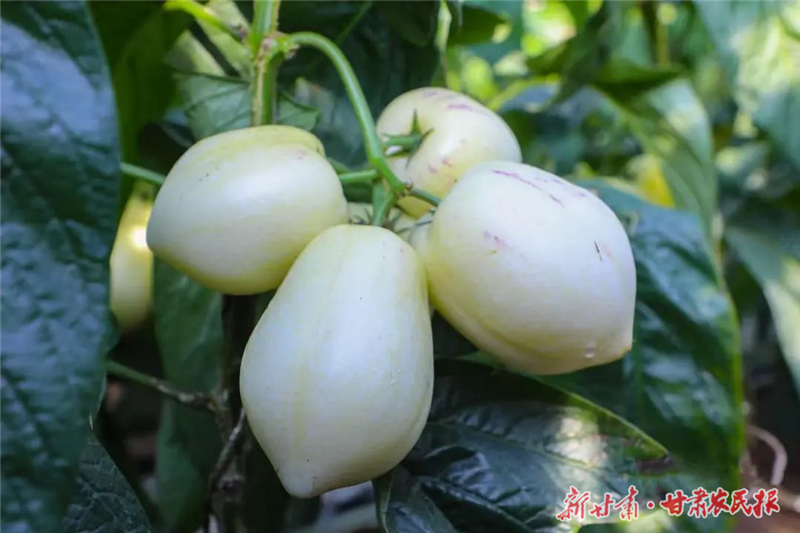 民勤：温室大棚开启致富“新旅程”