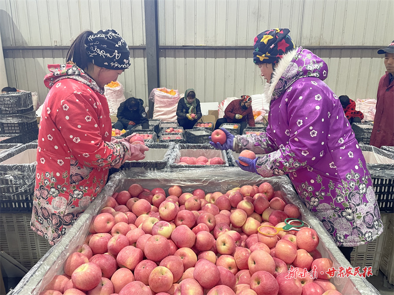 泾川：果园冬管忙 丰收有保障