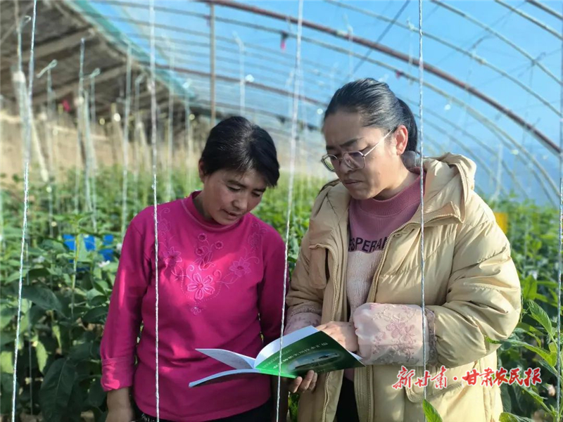 民勤:做好农户“田保姆” 农技人员“支招”忙