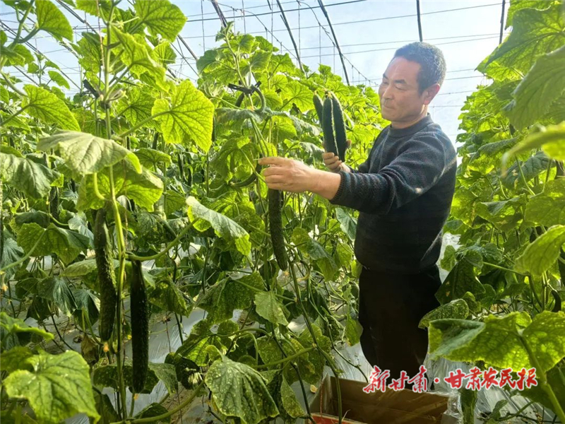 民勤县泉山镇：黄瓜抢“鲜”上市