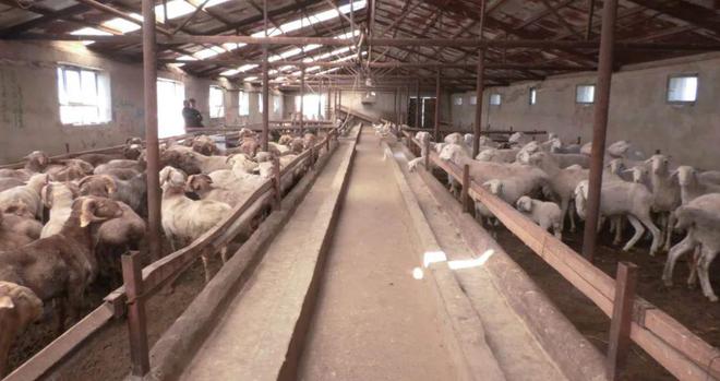 圈舍养羊如何安全过冬