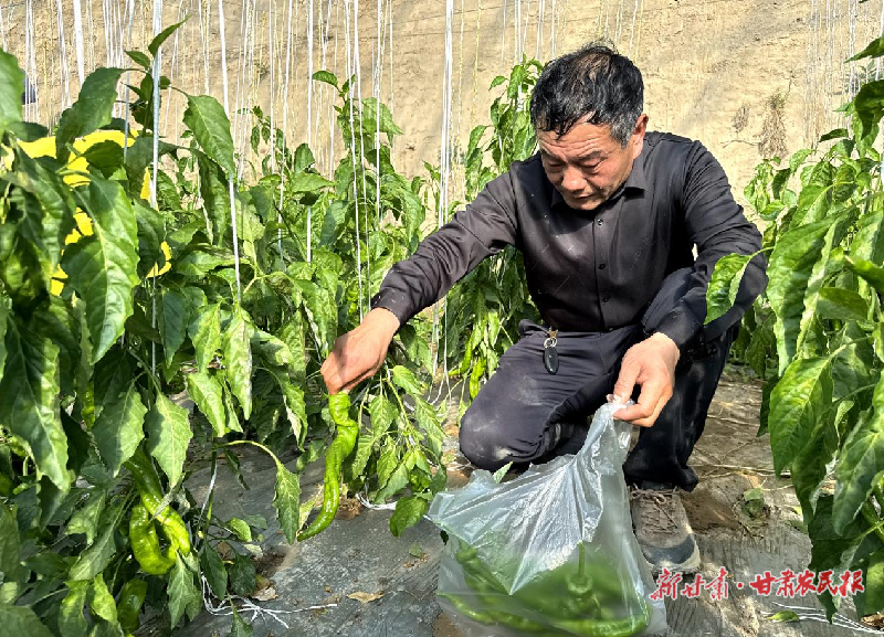 民勤县红沙梁镇：大棚辣椒喜获丰收