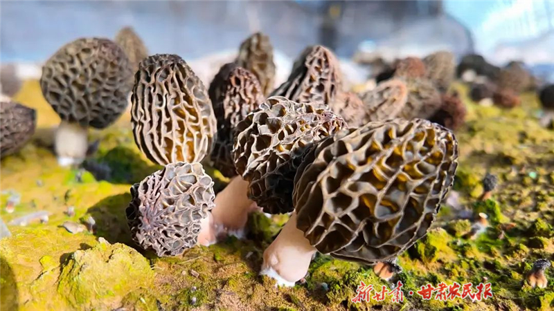 【图片新闻】古浪：羊肚菌撑开田间好“钱”景