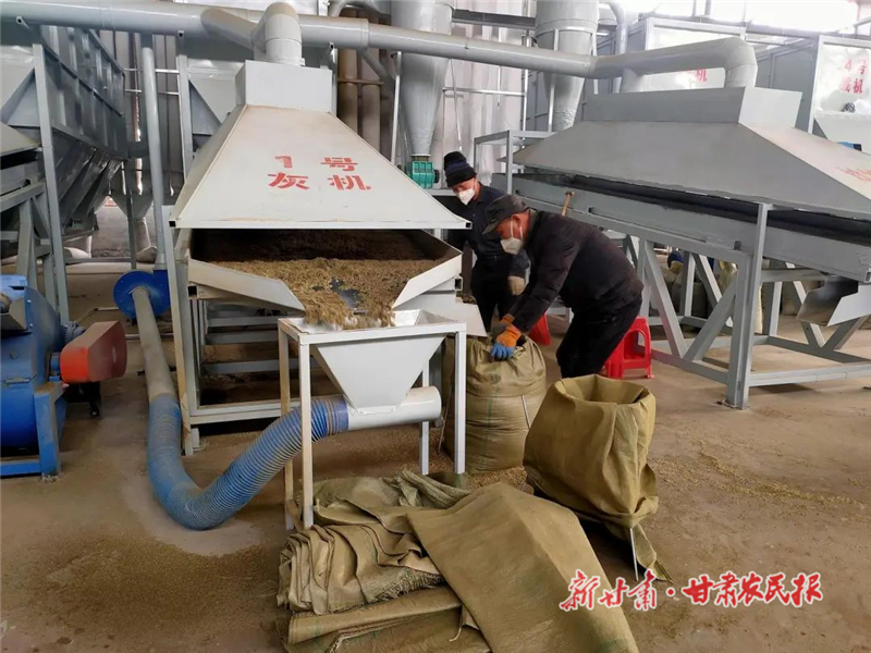 民勤县东坝镇：一棵艾草“链”出千万产业