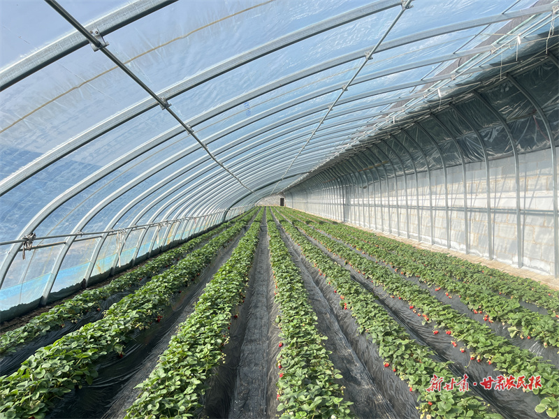 庄浪：冬日大棚“绿意浓”