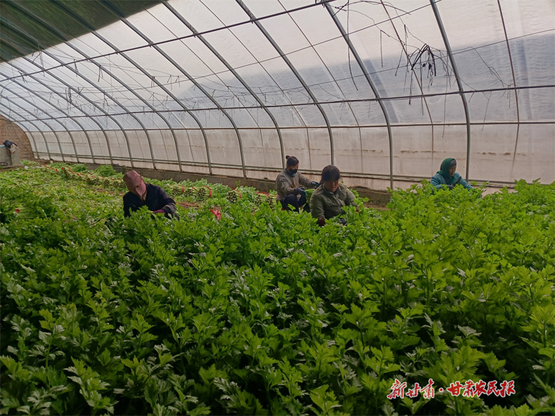 【新春走基层】一棚致富菜