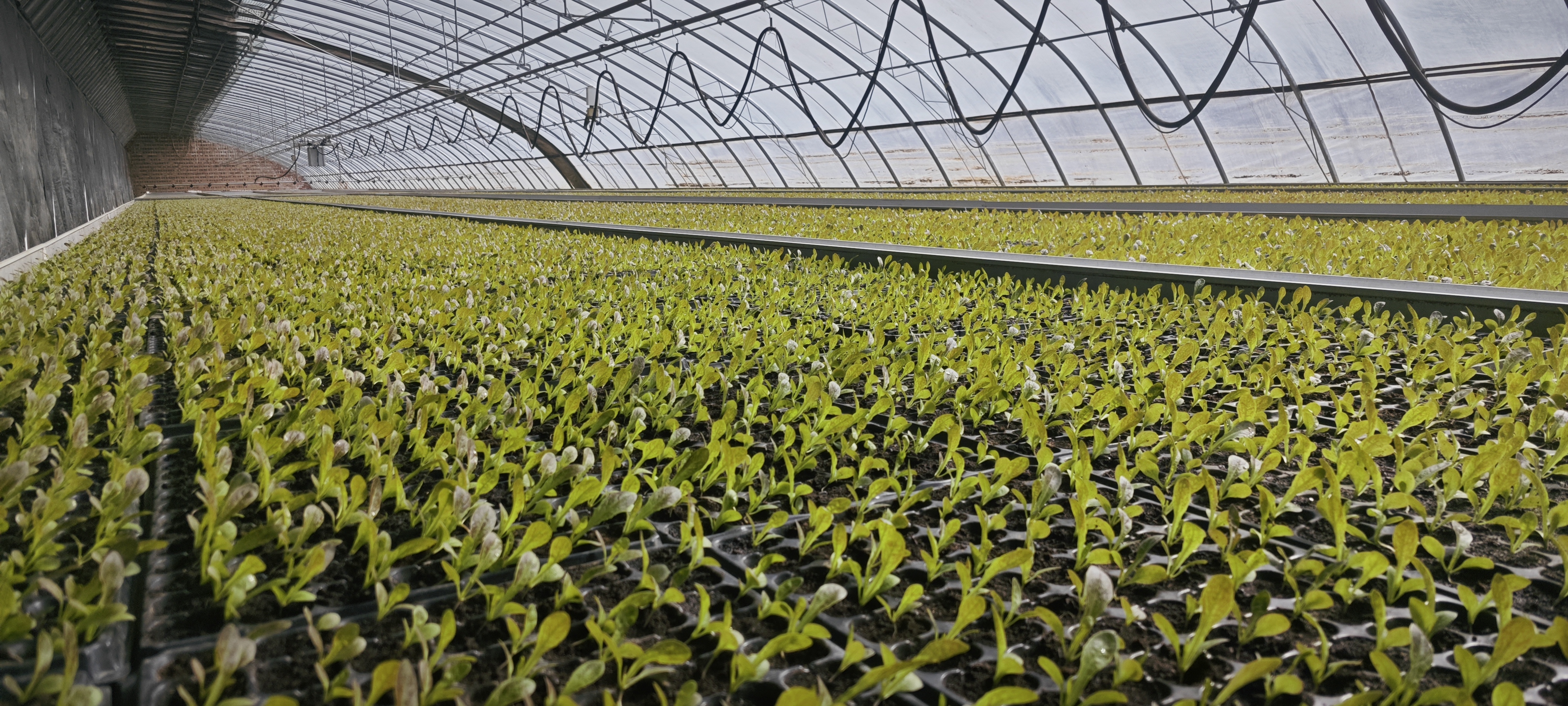 【新春走基层】崆峒：辣椒迎来新年开门“红”