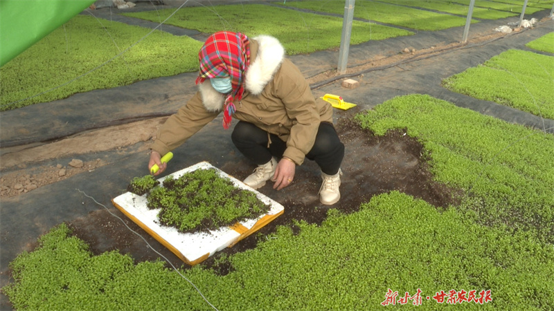 【万象“耕”新】崇信：“育”出新希望