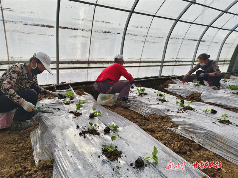 【万象“耕”新】泾川：人勤春来早 瓜农移栽忙