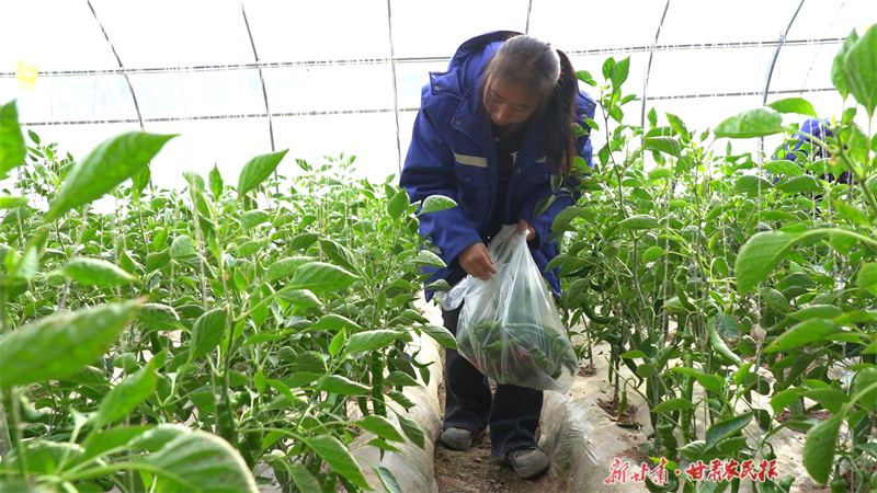 开足马力！静宁全力冲刺“开门红”