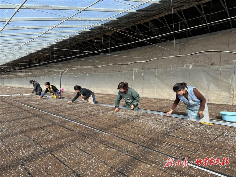 民勤：全力备春耕！ 用“芯”做强种业