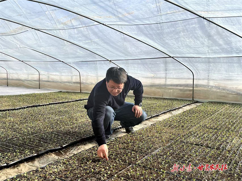 【万象&ldquo;耕&rdquo;新】灵台：人勤春早&ldquo;育&rdquo;苗忙