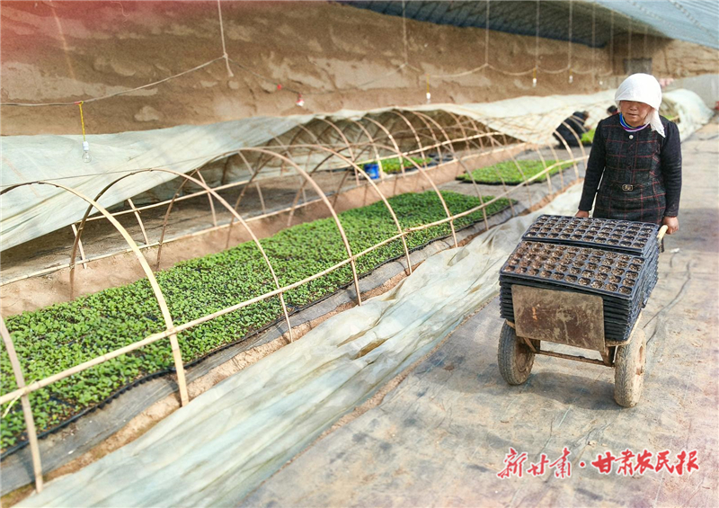 【图片新闻】古浪：温室大棚育苗忙