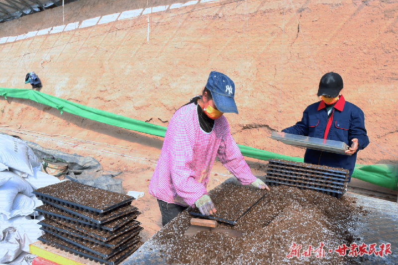 金川区：春季育苗齐绘大棚“早春图”