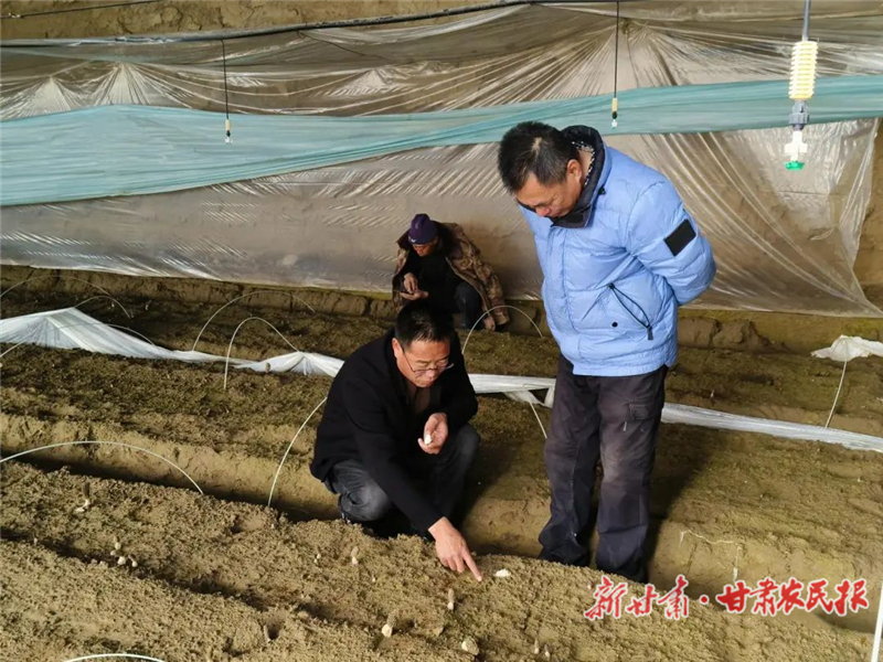 “春来第一鲜”，民勤羊肚菌安排上！