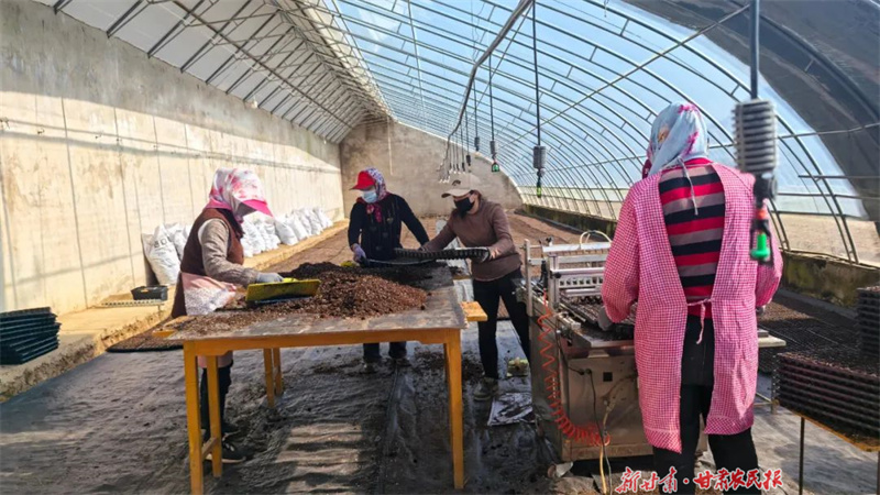 灵台：人勤春早育苗忙