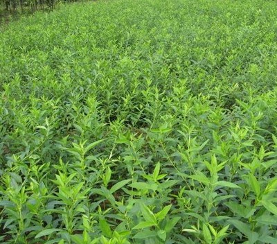 连翘的种植成本是多少