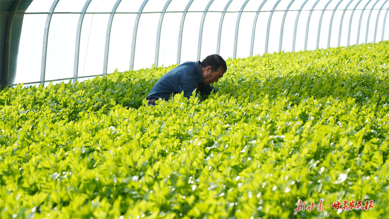静宁：大棚春耕生产忙