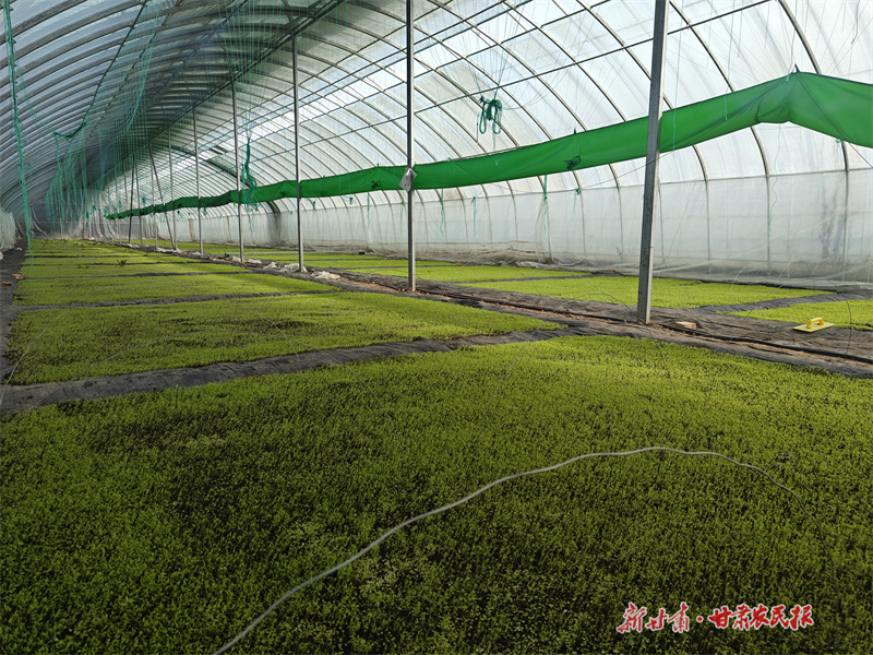 崇信：以产业之“稳” 促民生之“兴”