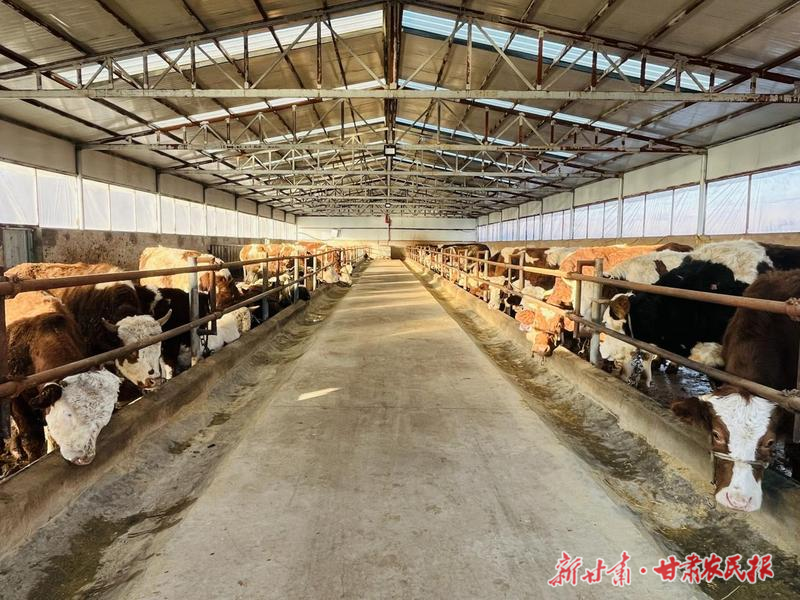 凉州区：发展肉牛养殖 助力乡村振兴