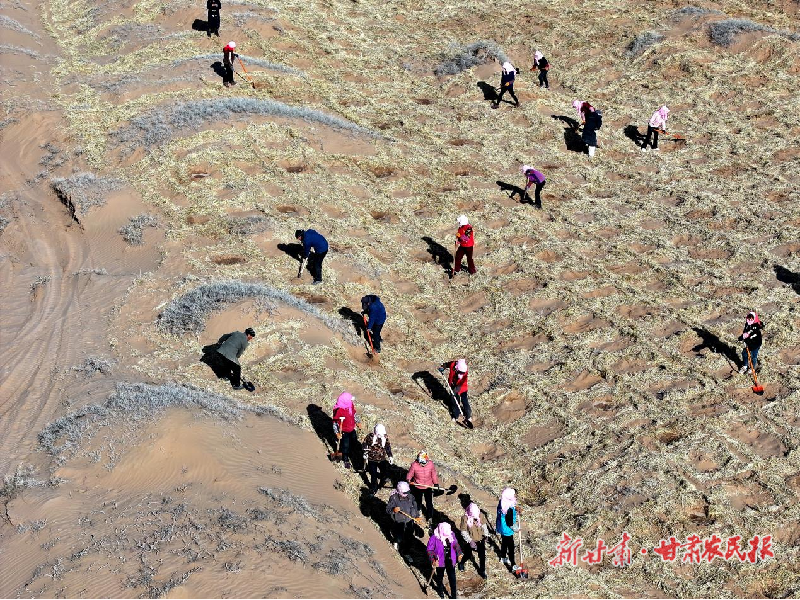 春风里的绿色誓言——民勤，让我们共植希望之林！