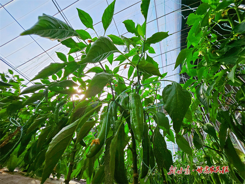 庄浪：春寒料峭大棚暖 蔬果飘香促增收