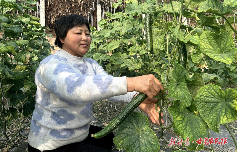 民勤县：日光温室种出“绿色希望”