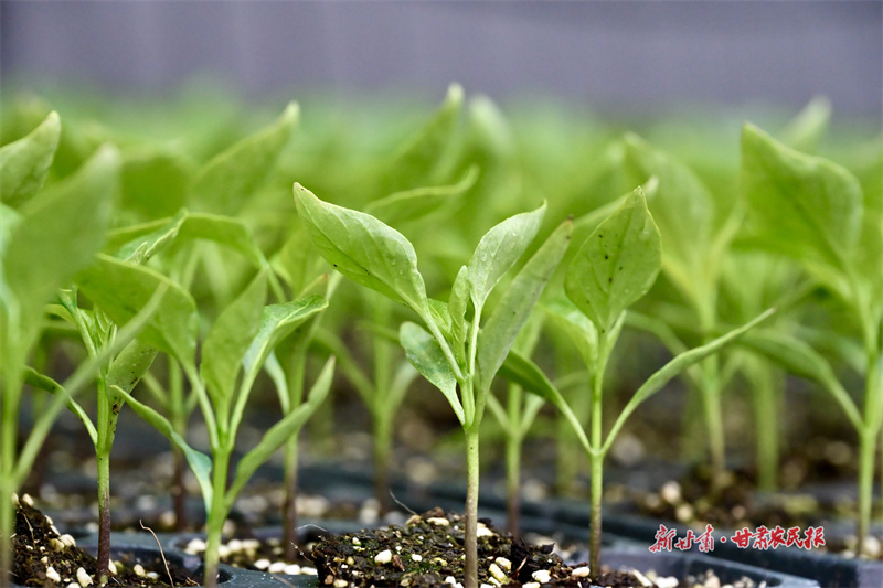 崇信：春耕菌棒生产忙