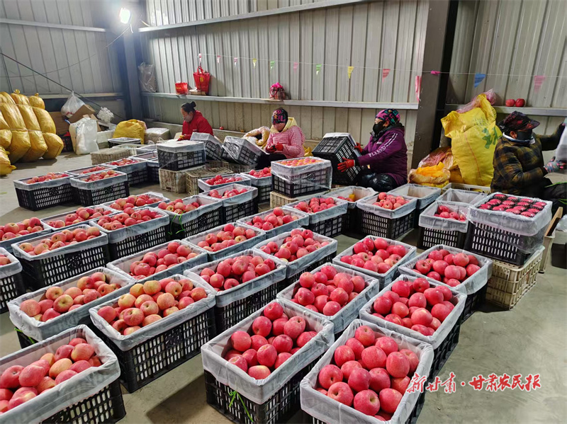 泾川：苹果销售迎春旺