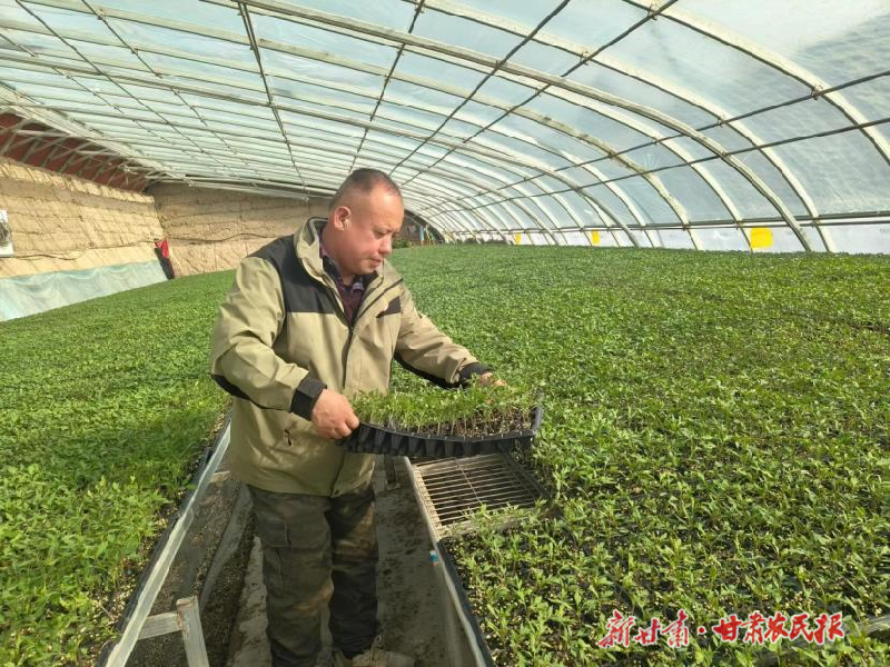 凉州区:园区育苗忙 合奏“春耕曲”