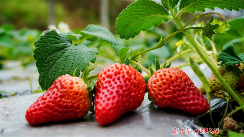 华亭：春风润田野 乡村农事忙