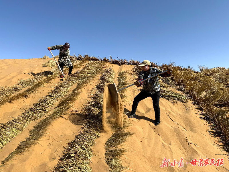 从“绿进沙退”到锁边成林!民勤的绿色逆袭方程式