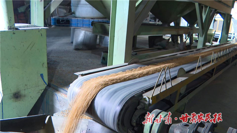 春耕的种子:政策下的甘肃农业新希望——景泰严选“一粒种” 打好春播“第一仗”