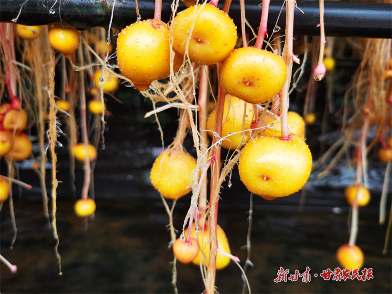 一粒种子背后的农业新质生产力“薯光”