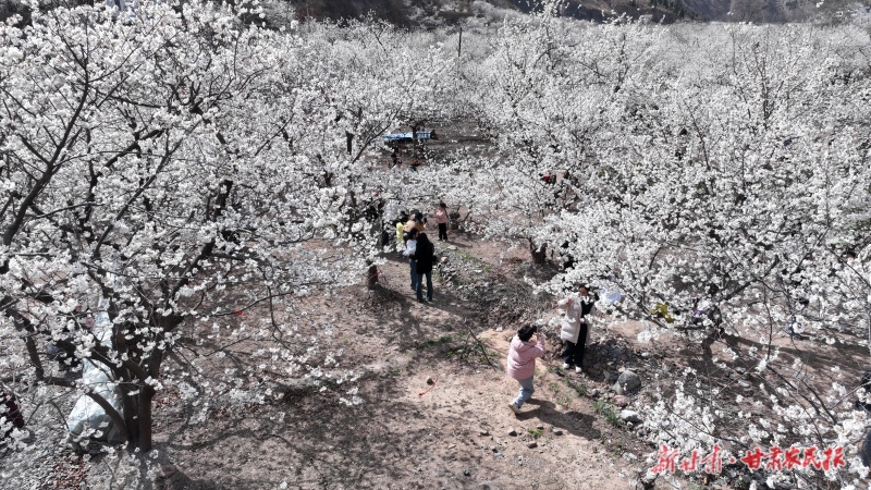 武都区千亩樱桃花进入盛花期