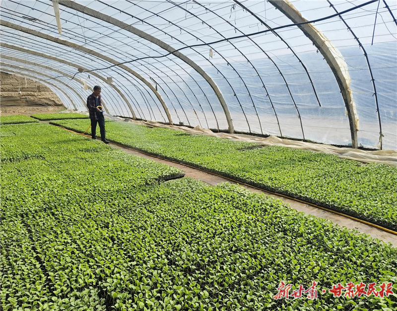 民勤县收成镇蜜瓜甜蜜上市