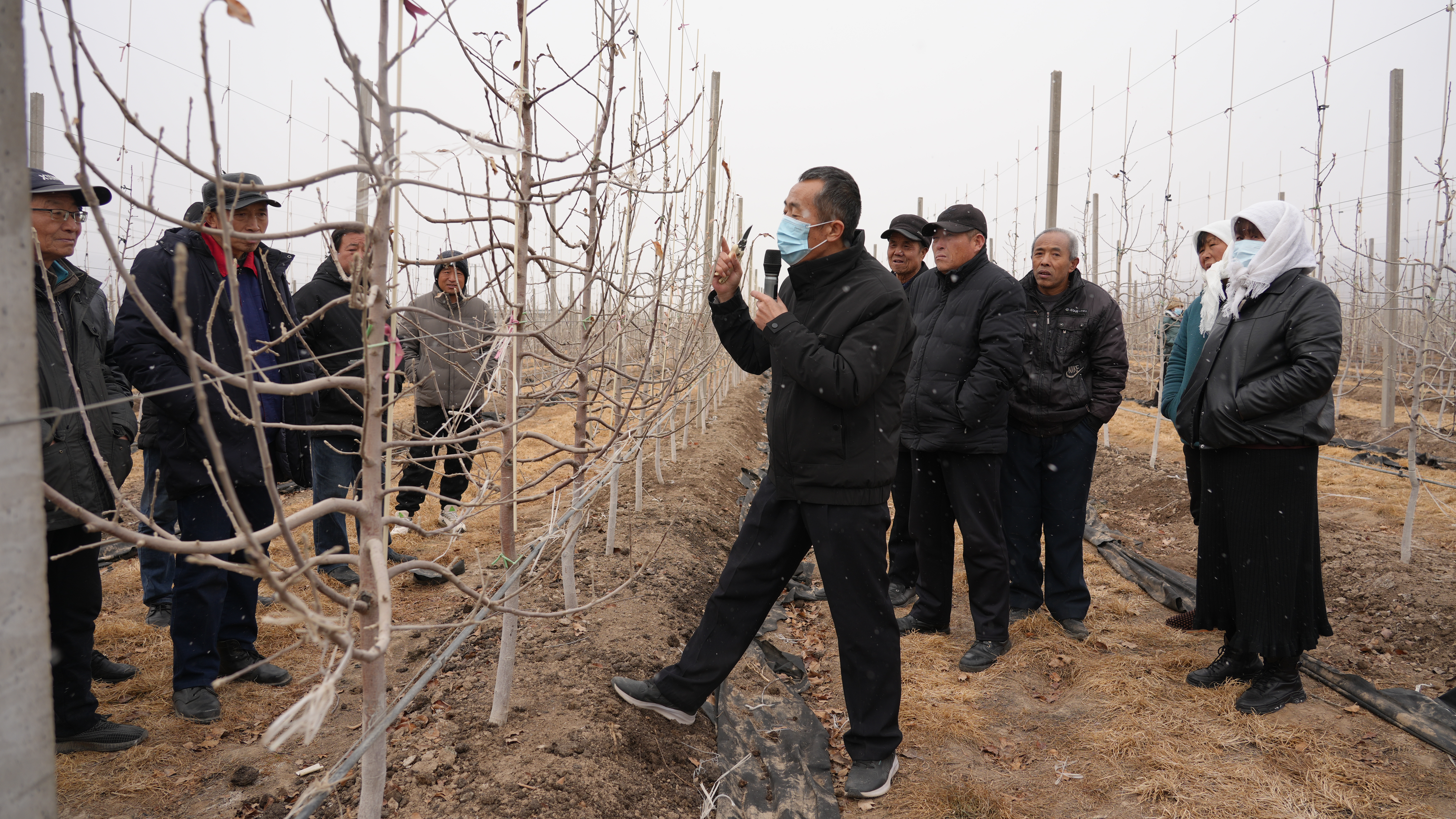 静宁：果园管理掀热潮