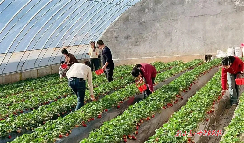 ​崇信：优质辣椒种苗长势旺