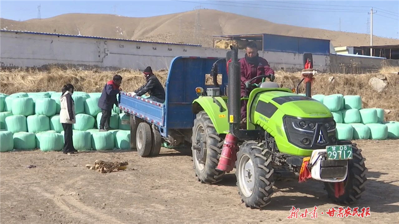 天祝：尾菜处理有妙招 牛羊安度“春乏关”
