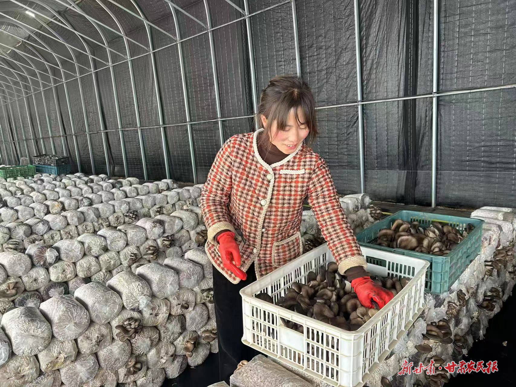 春风催人早 万象“耕”新忙——镇原县春耕春管一线见闻