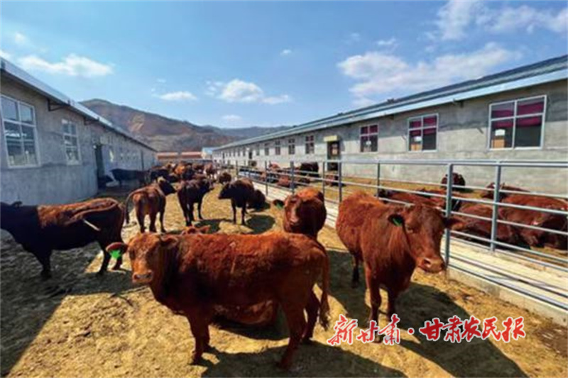 华亭：推行“藏牛于户”模式 织密“户繁户育”网络