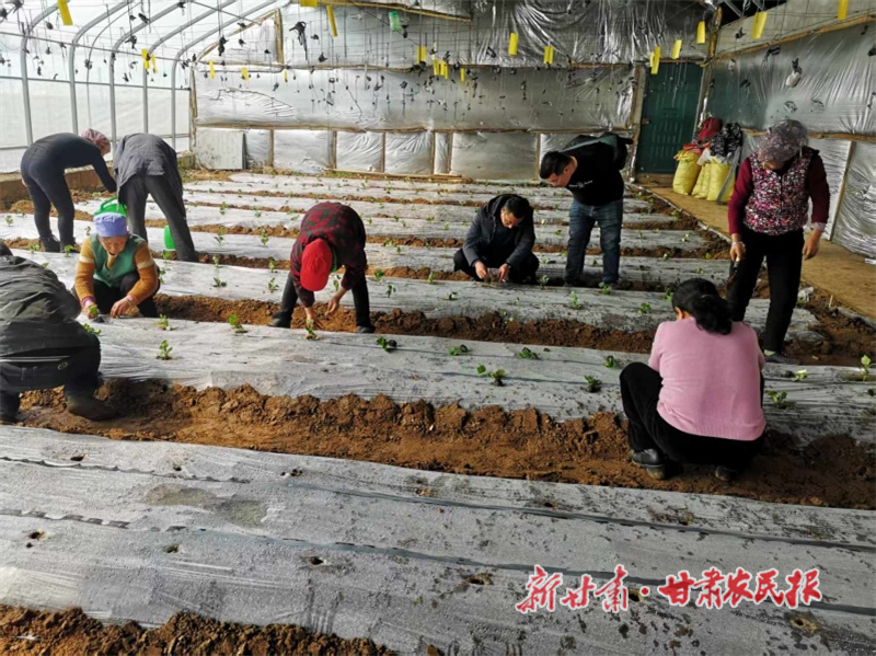 华亭：“苗”绘致富新图景