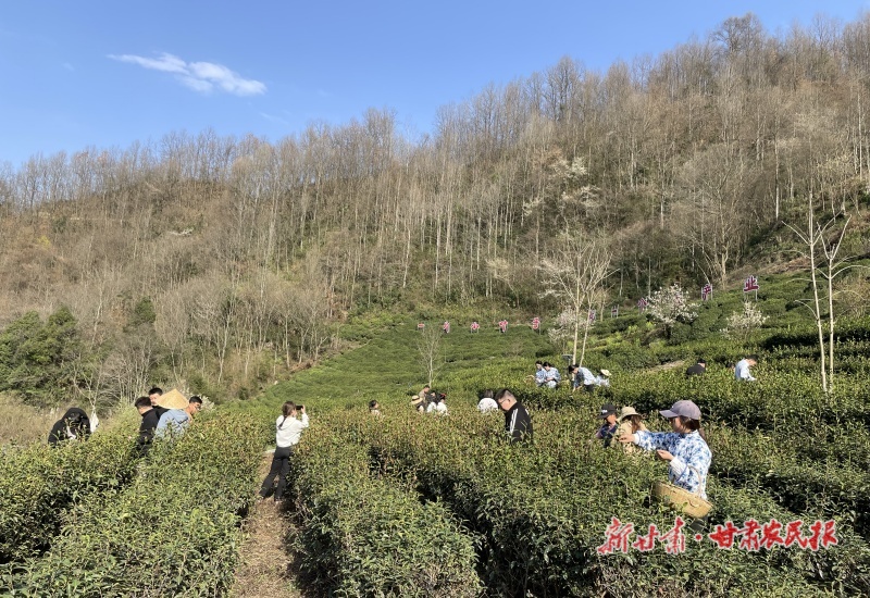 康县铜钱镇：新茶开采奏响产业强音