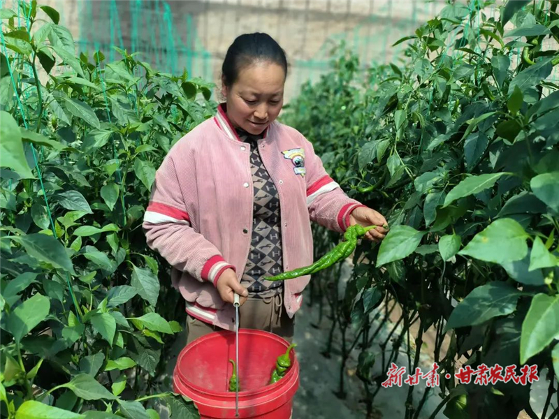 春收采摘忙 民勤县温室特色蔬菜抢“鲜”上市