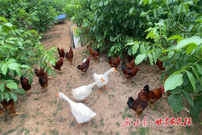 华亭：春来田间管护忙 种养结合探富路