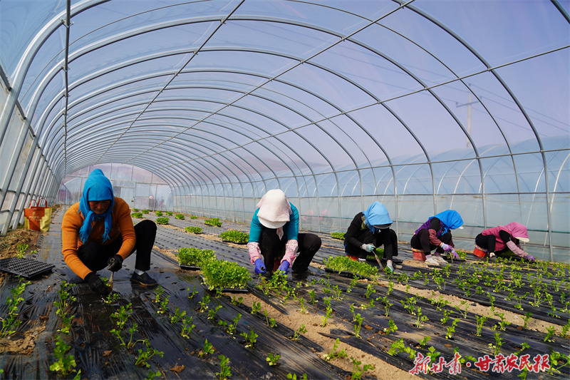 静宁：春耕温室大棚移栽忙