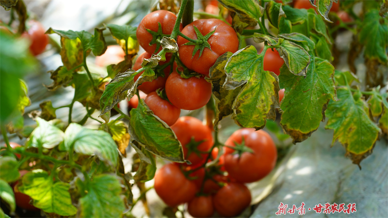 静宁司桥乡：设施蔬菜绿意浓
