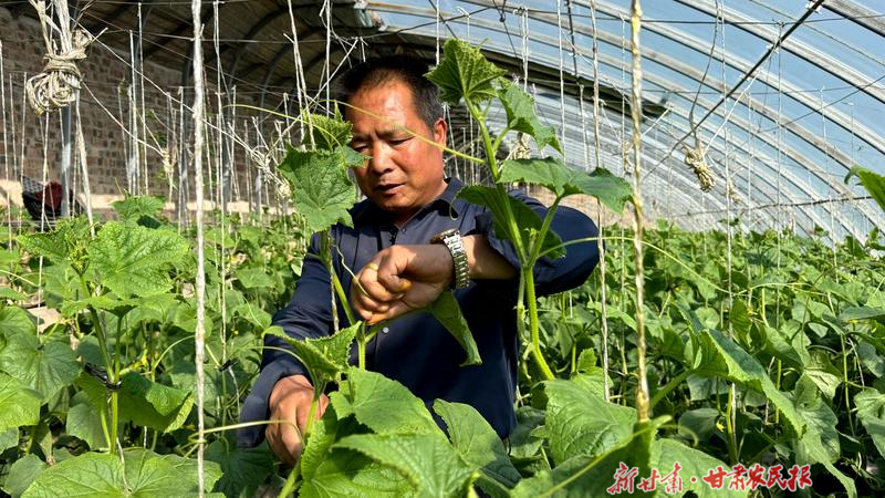 古浪:“温室产业+电商平台” 走出致富新路径