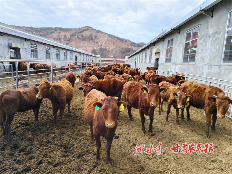 华亭：“牛日子”越来越红火