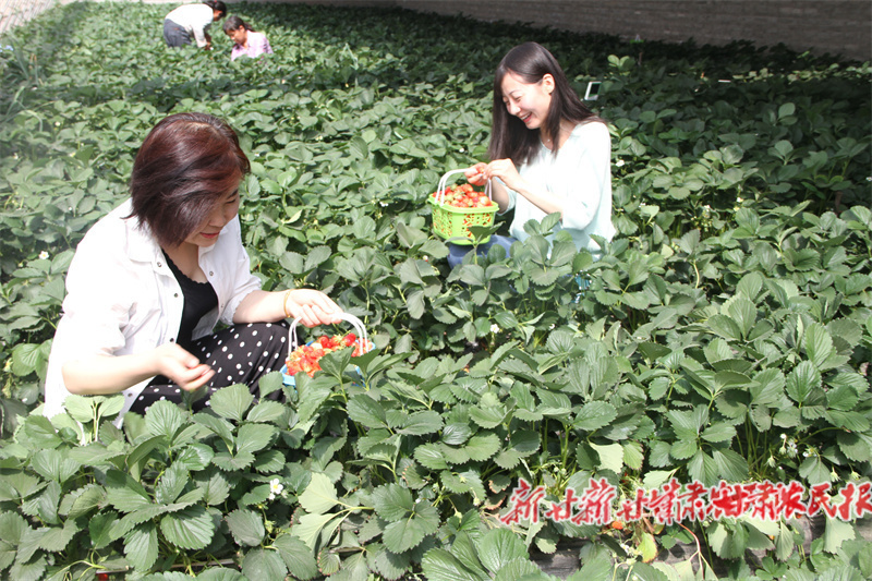 华亭：春风润田野 乡村农事忙